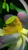 lotus flower