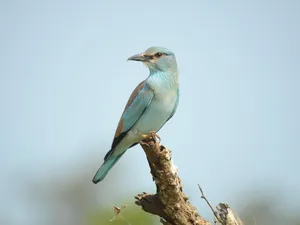 SAM_4024