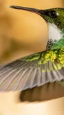 hummingbird