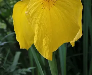 th