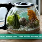 DIY: Coffee Pot Terrarium